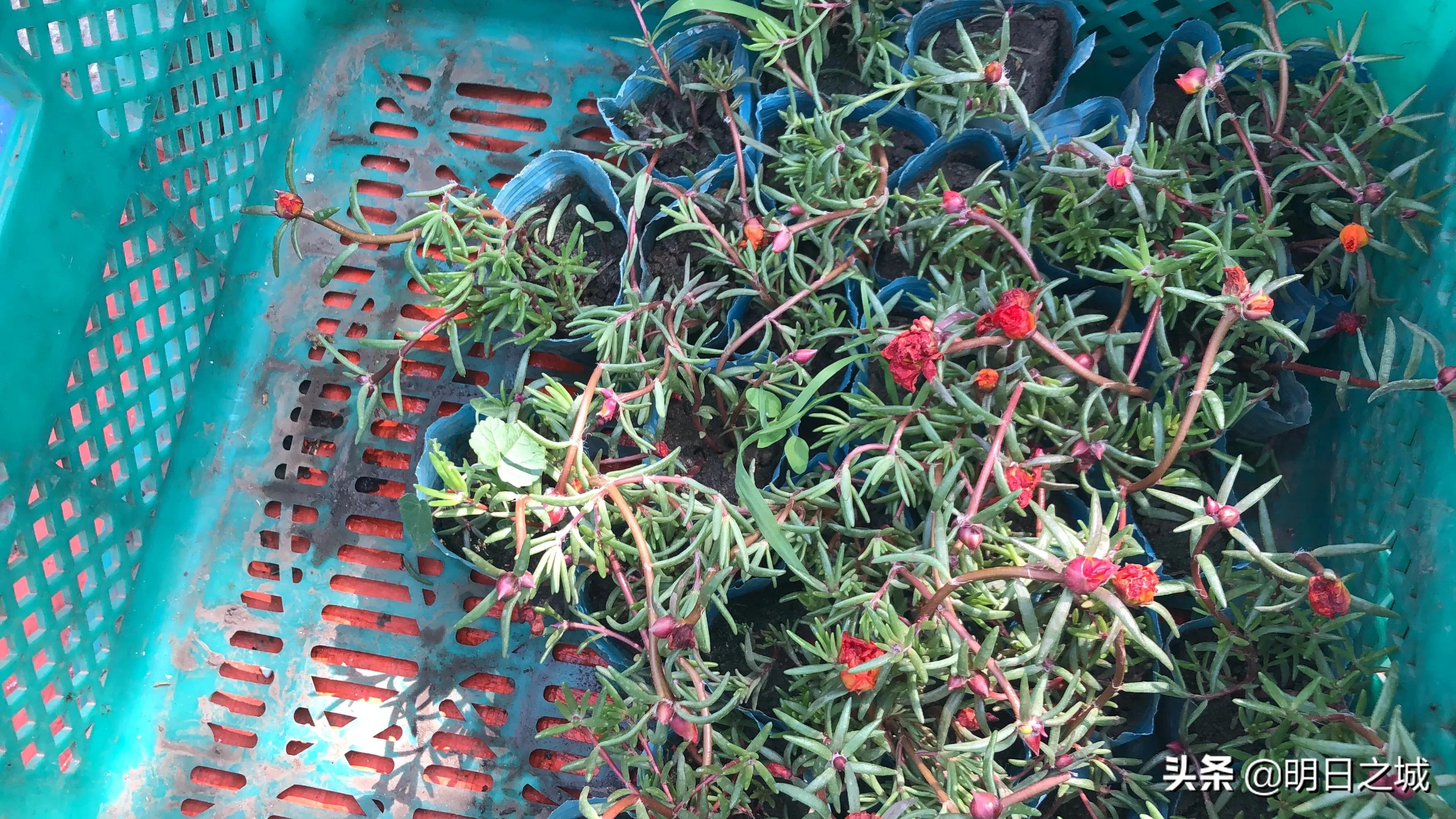 长春早市晚市大集大全2021,长春目前存在的早市