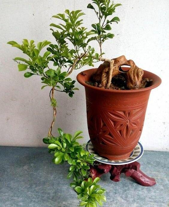 家庭盆栽米兰如何养护和浇水图片,家庭如何养好米兰花盆栽