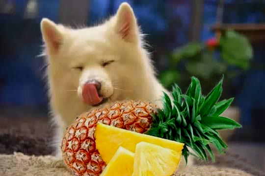 中山正宗神湾小菠萝,正宗的神湾菠萝