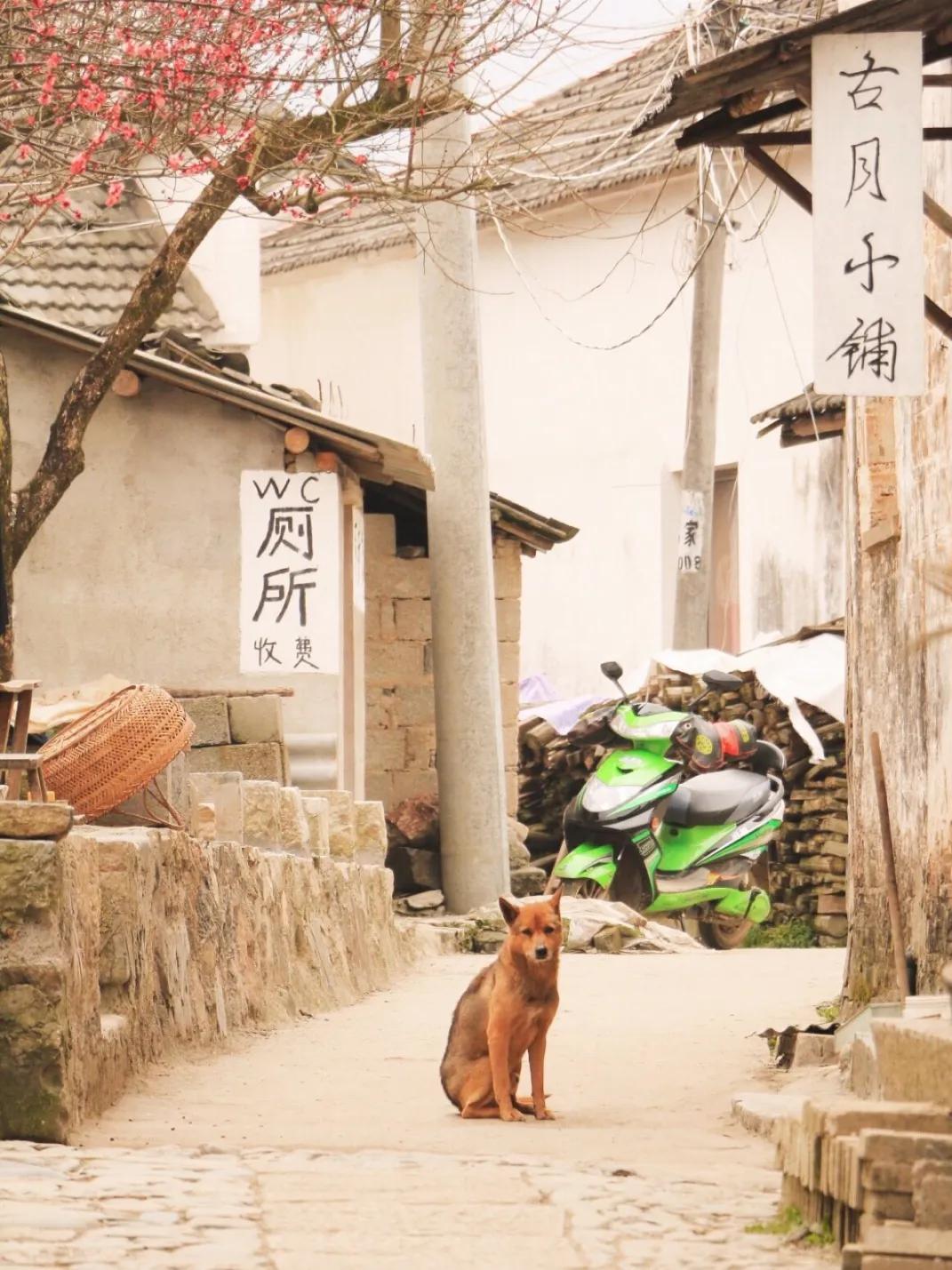 给狗起名字侵权吗,给狗起了一个字名字