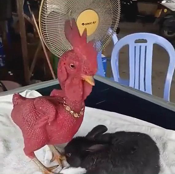 兔子把鸡咬秃了,兔子眼睛被鸡啄瞎了