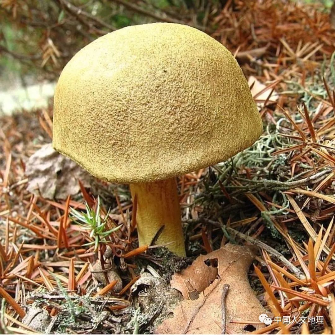 摄影彩色蘑菇,摄影师拍摄迷你蘑菇