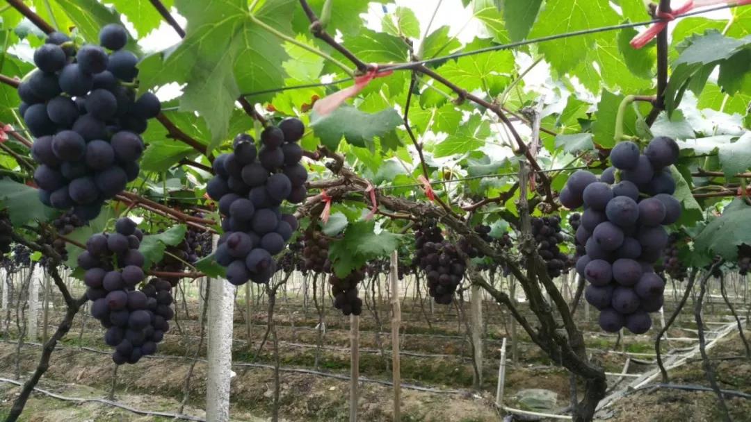 又到葡萄成熟时,高温雨季溢糖性霉斑病来袭,怎么办?