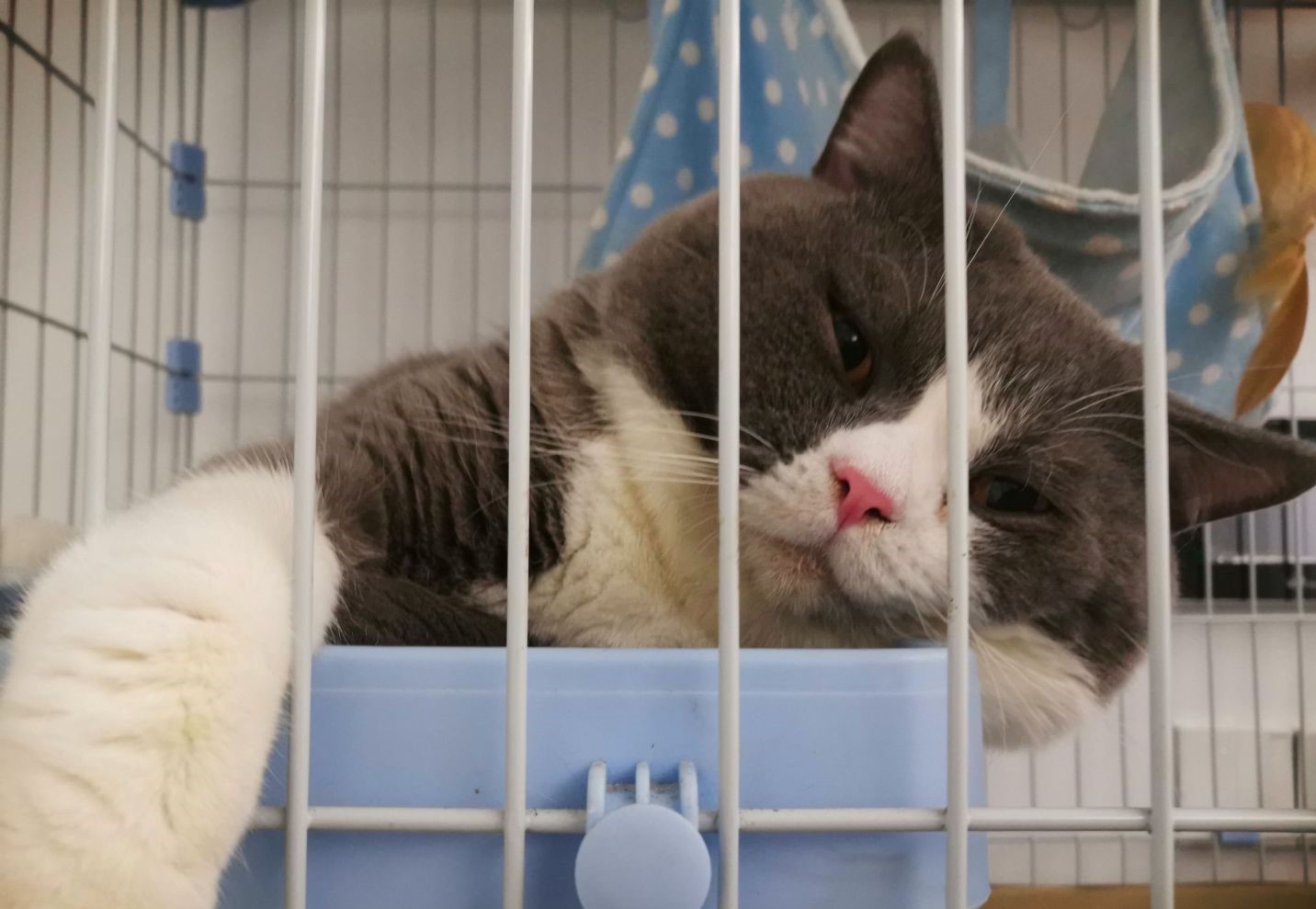 猫传腹治疗好了可以活多久,猫传腹治好后还能活多久