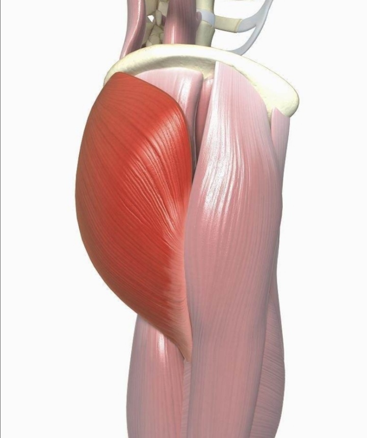 臀部不够圆怎么练,臀部不够翘怎么回事