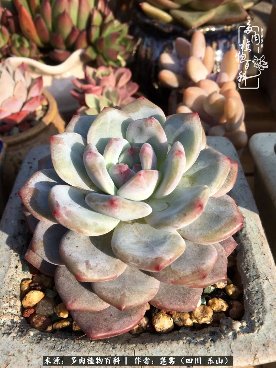 治愈系多肉精灵,初冬携一抹暖阳与多肉相伴