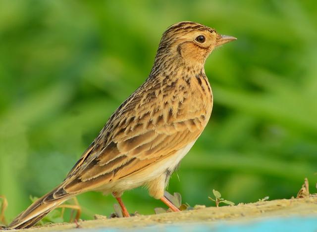 世界所有国家国鸟,世界各国国鸟大全