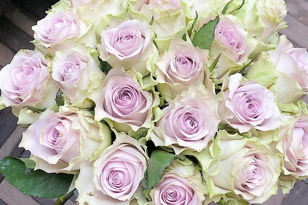 花店常用玫瑰花品种大全,一篇文章带你认识三亚40种花