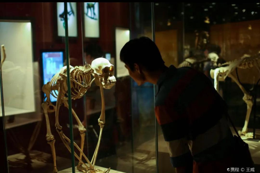 戏精博物馆文物,博物馆戏精文物