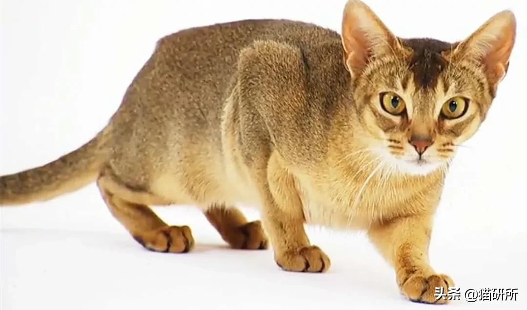 猫咪的花纹是怎么长出来的,猫咪身上的花纹有多奇葩