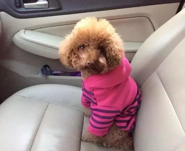 狗狗和主人一起晕车,狗狗跟铲屎官一起摇头