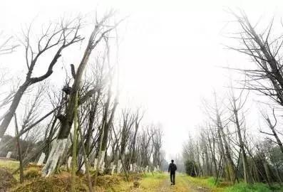 世界环境日我们该怎么做,世界环境日守护环境沃来当先