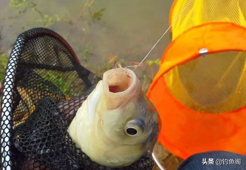 想钓鱼鱼竿推荐什么品牌,想钓鱼需要什么钓钩