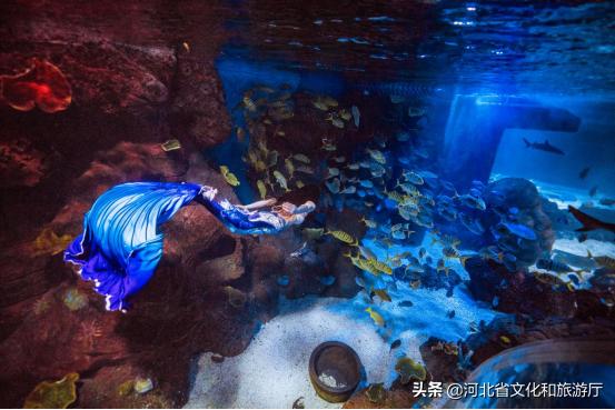 海洋公园特价35元起,快来唤醒来自世界各地的海洋居民吧!