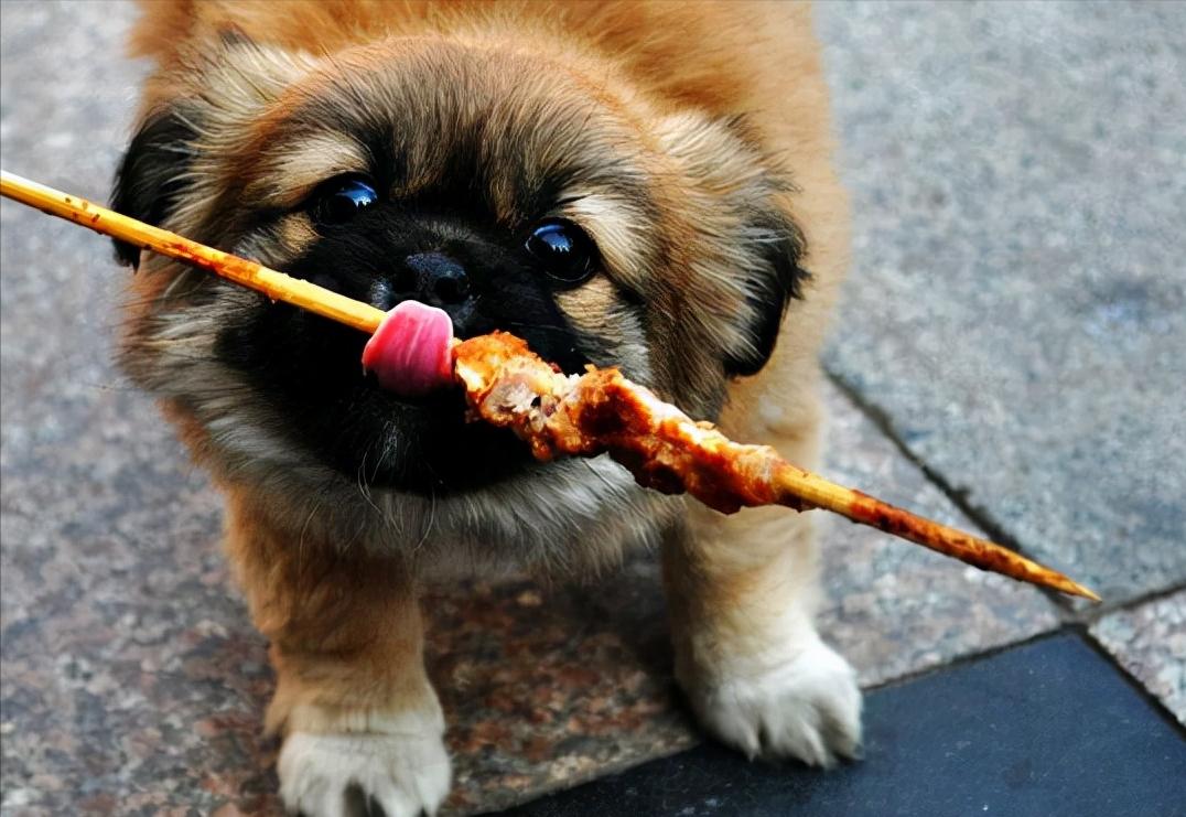 我家狗只吃饭不吃狗粮怎么回事,狗狗挑食不吃狗粮主人有办法