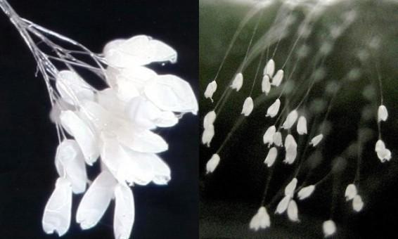 曼珠沙华和哪种花一起好看 (昙花曼珠沙华)