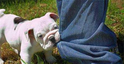 古人被狗咬了没有狂犬疫苗怎么办,古时候没有狂犬疫苗被咬了怎么办