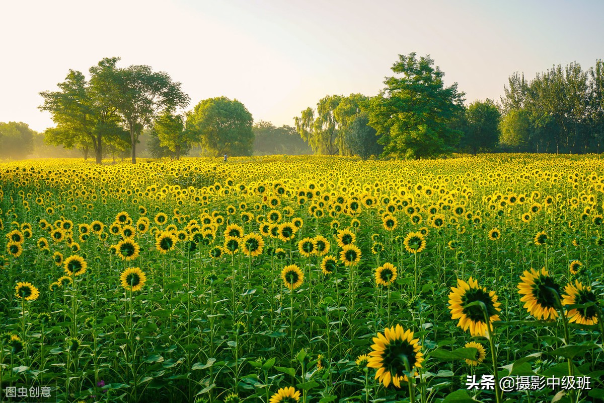 拍向日葵的教程,向日葵拍花技巧
