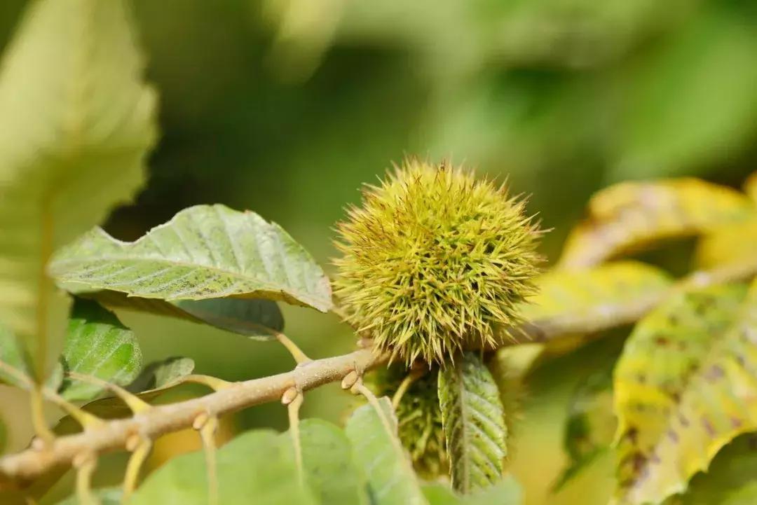 栗子健脾胃,栗子益气健脾吃法