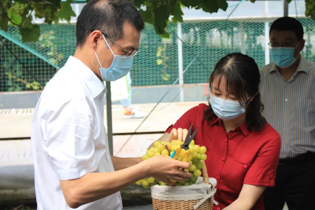 文旅资讯站|慈溪市第十六届葡萄节暨灾后复产现场会顺利举行