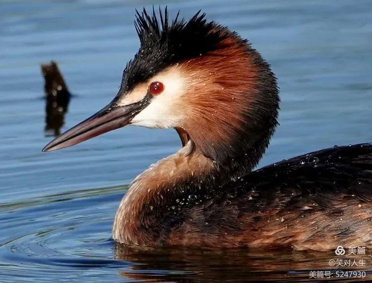 凤头鸊鷉粤语,斑头雁飞得最高的鸟