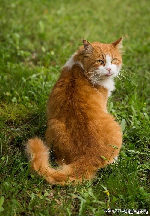 带猫咪出去洗澡就狂躁,如果英短猫发生了应激反应怎么办