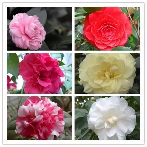 史上最全的花卉介绍，认识超过30种以上绝对是大神