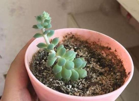多肉根部没法全部埋进土里怎么办,多肉根部长了几个小肉肉如何养护