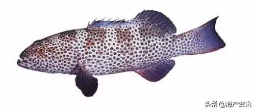 科普海洋鱼类知识儿童,海洋鱼类科普大全图解