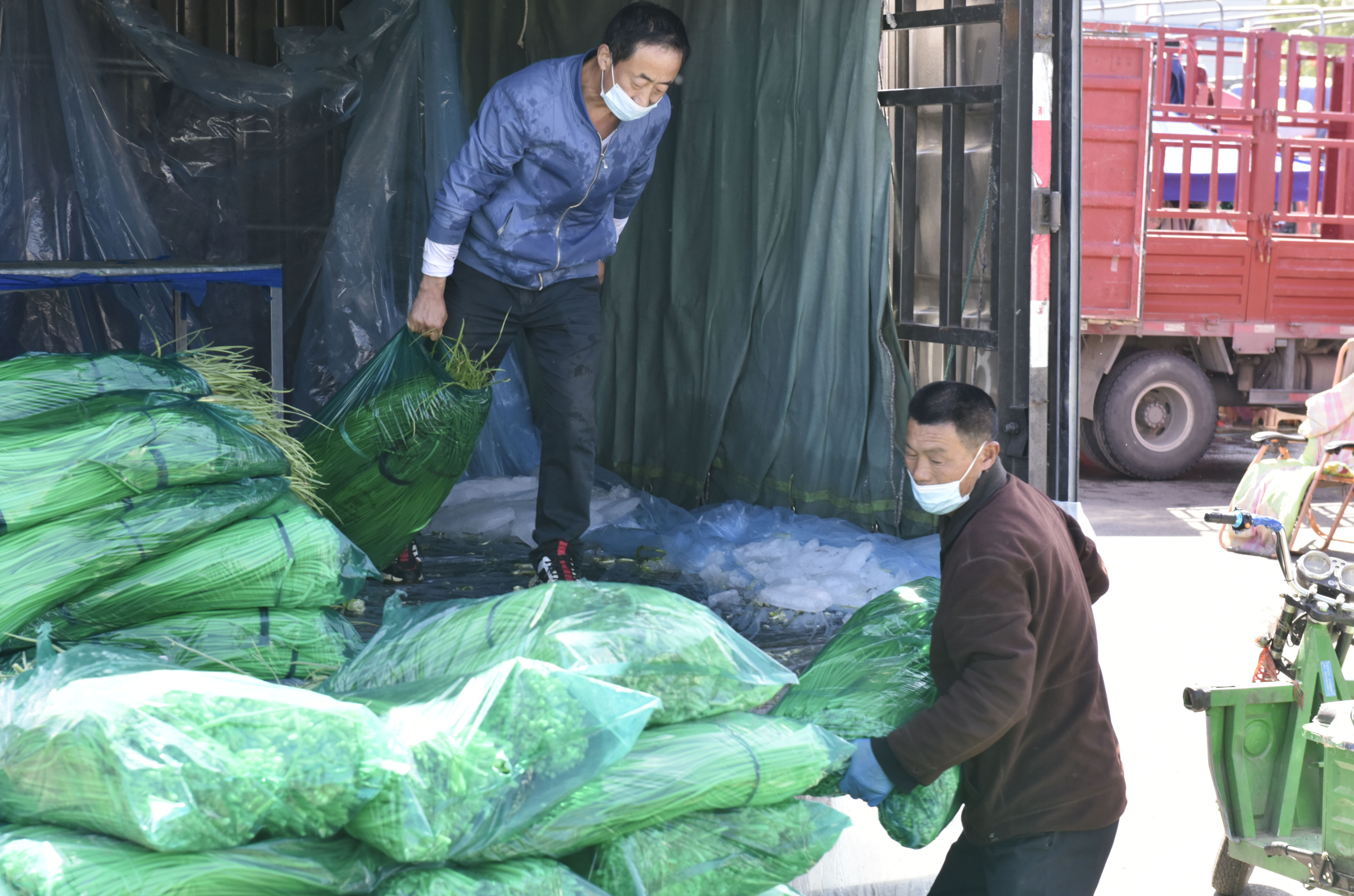 大蒜蒜苔行情分析,新蒜苔批发