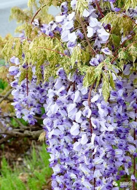 紫藤花开不负春光不负卿什么意思,紫藤花开岁月静好