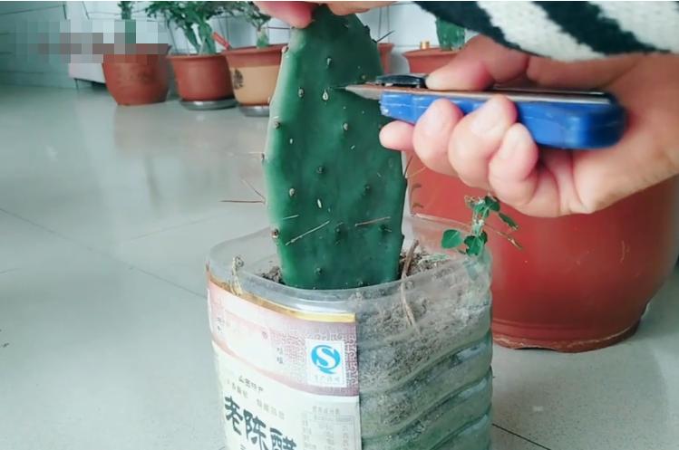 嫁接假昙花不死就是活了吗,嫁接假花