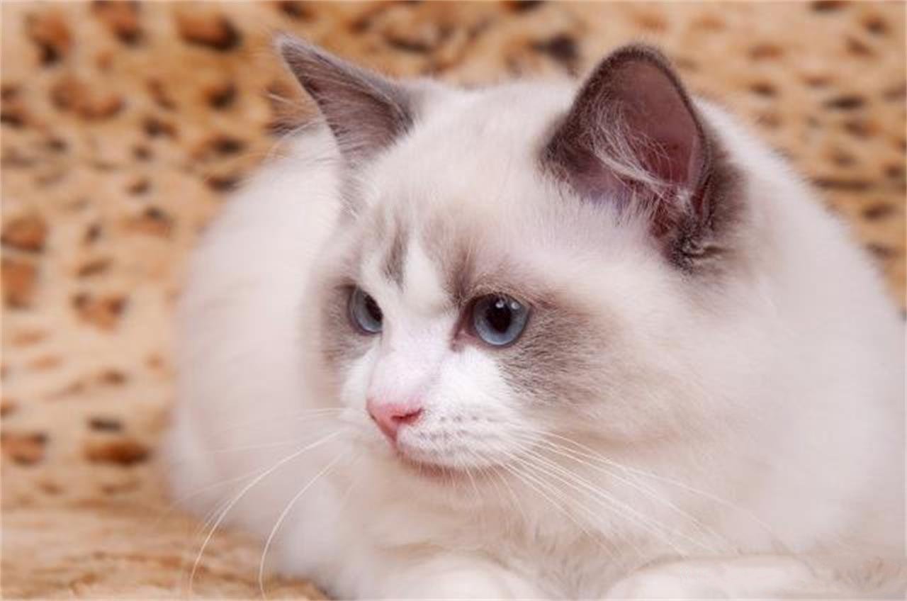 国内很少人养的猫品种大全,哪个品种的猫最便宜又好看又好养