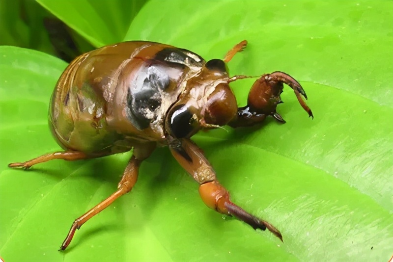 金蝉到底能吃不,金蝉为什么不能再吃