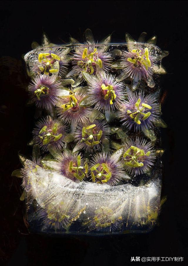 鲜花摄影作品欣赏,高清鲜花美图