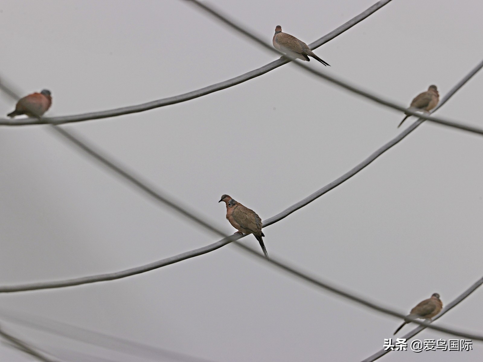 躁动的繁殖季节2021观鸟大年五月精华作品集