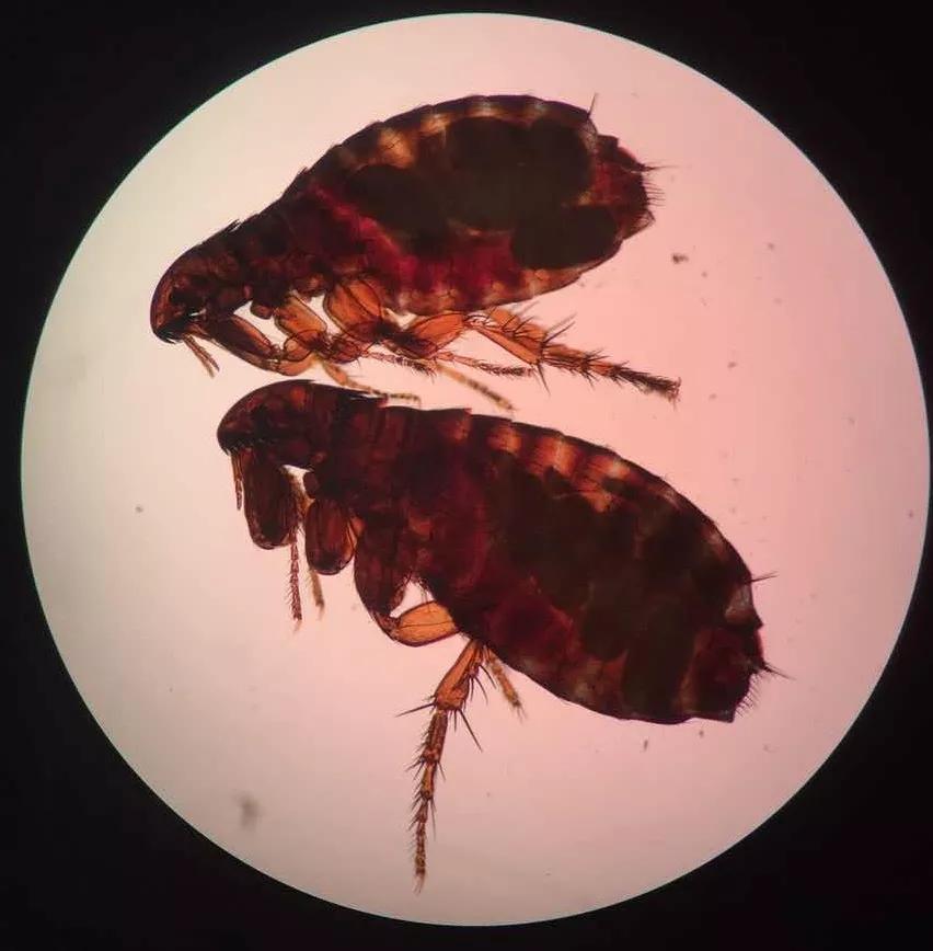 狗子偷偷亲我的第N次,难道不是真爱吗?