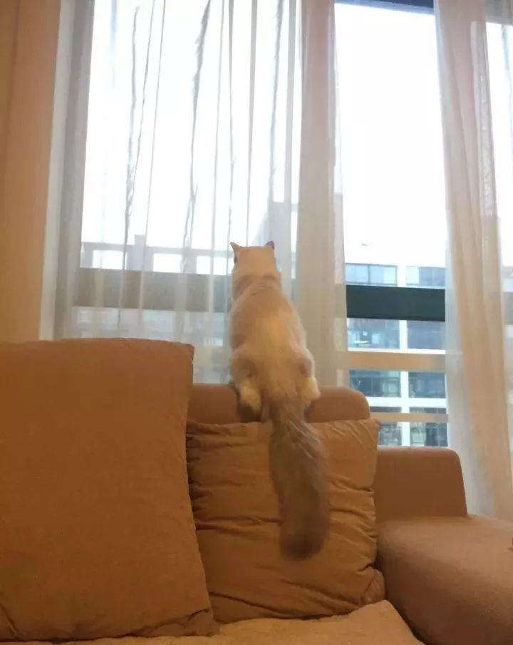 布偶适合跟什么猫一起养,有没有养布偶的人