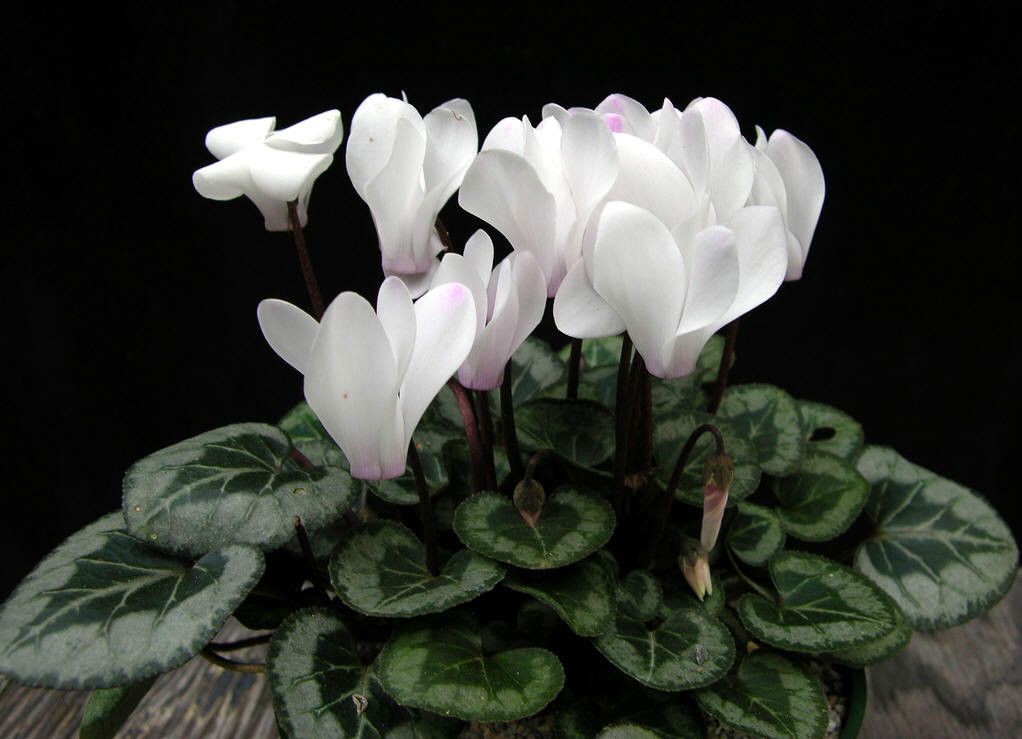 仙客来叶片干枯了球还好怎么养护,仙客来叶片发黄枯萎了怎么救活