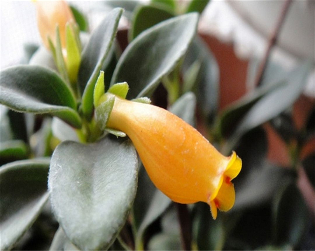 金鱼吊兰的养殖方法每日分享,小金鱼吊兰的养殖方法和注意事项