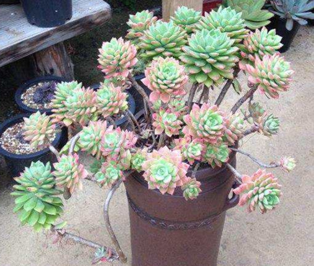 多肉枝干又长又细怎么办,老桩多肉枝条太长