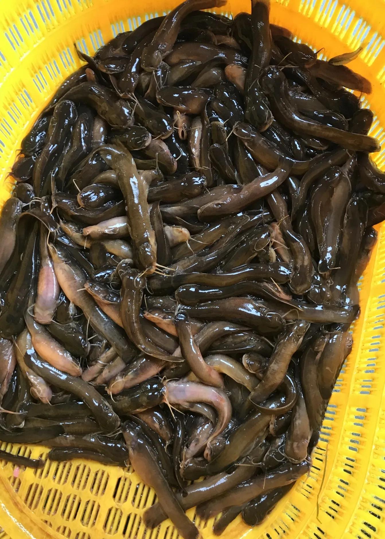 公认最好吃的10种淡水鱼,公认好吃淡水鱼有哪些种类