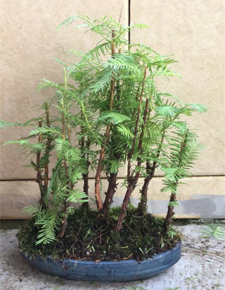 新手也能学会的修剪盆景技巧,枸杞盆景修剪技巧图解