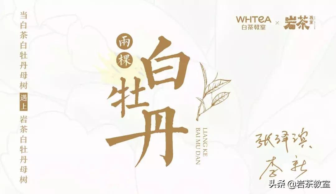 山场主人李新|母树白牡丹的价值回归