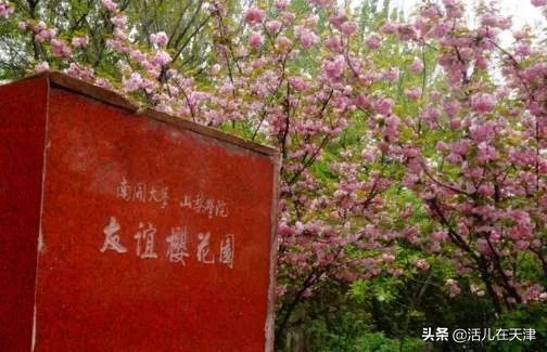 大“疫”灭清，天津2020赏花地图上线！