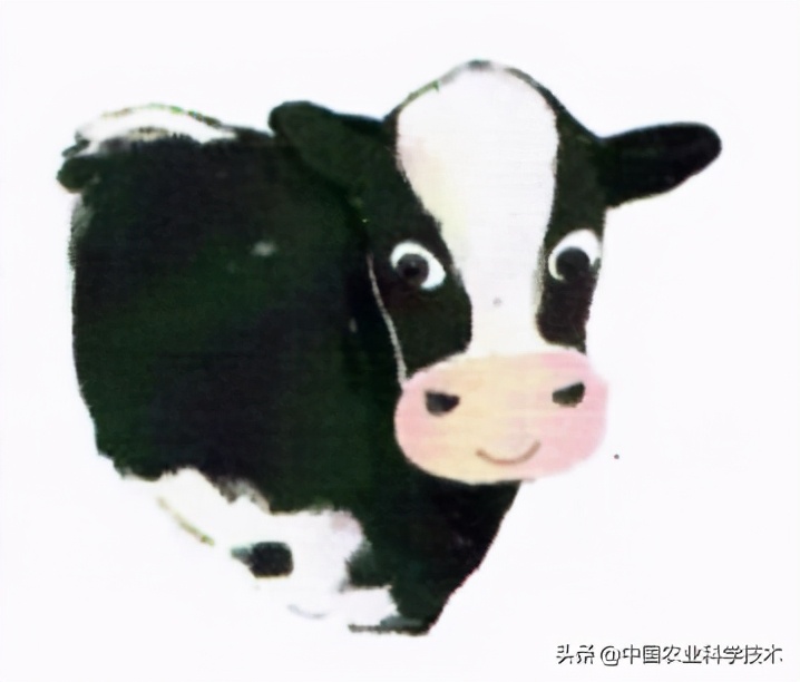 奶牛的主要特征是什么,奶牛的习惯和特征