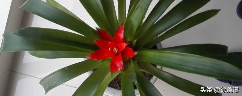 鸿运当头春天怎么养,小丽花冬天枯萎了怎么养