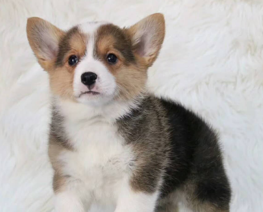 柯基狗粮如何搭配好吃又营养,柯基狗粮怎么养好吃又简单