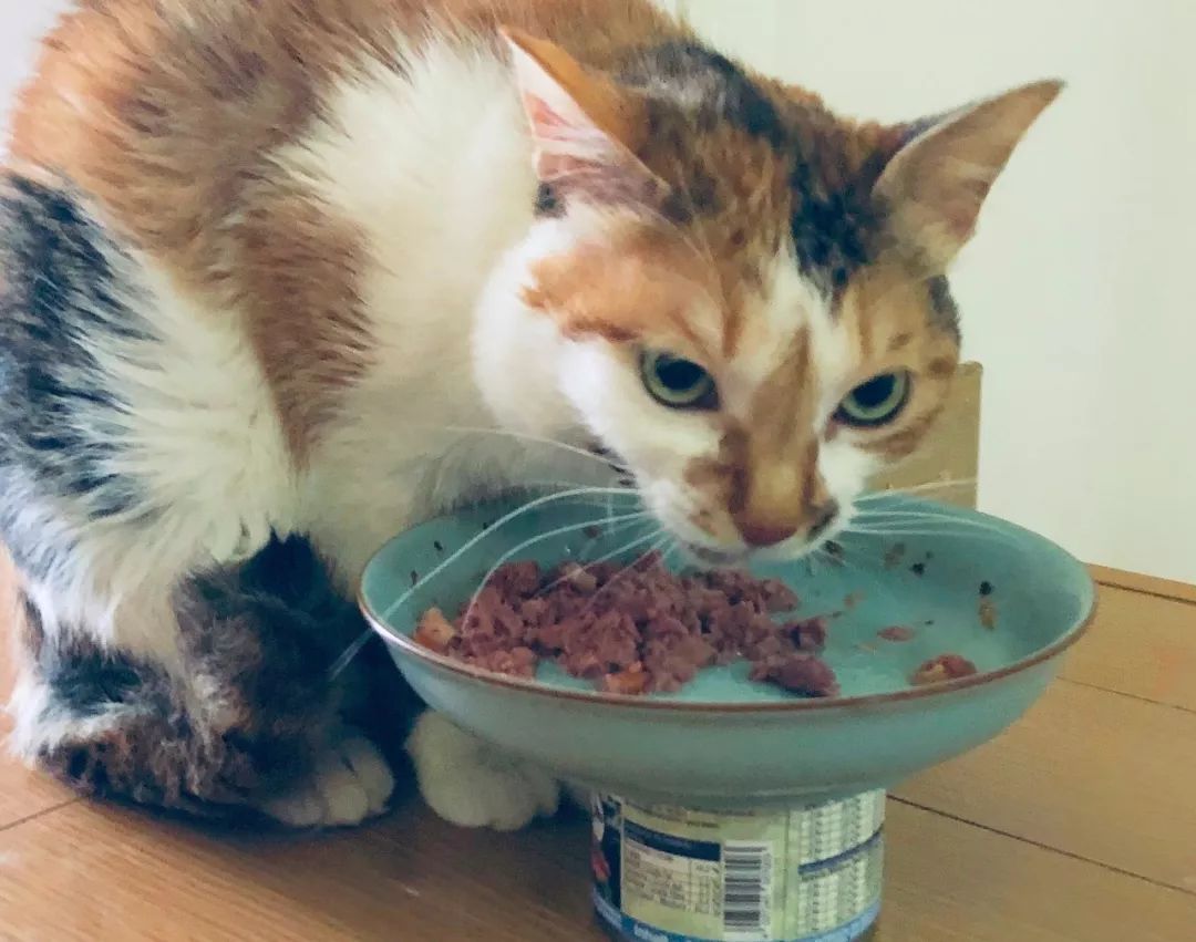 猫咪挑食不怎么吃怎么办,猫咪怎样的表现证明它是挑食了