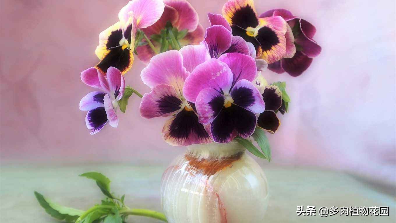 紫罗兰怎么种好看又好养,紫罗兰怎么养开花多